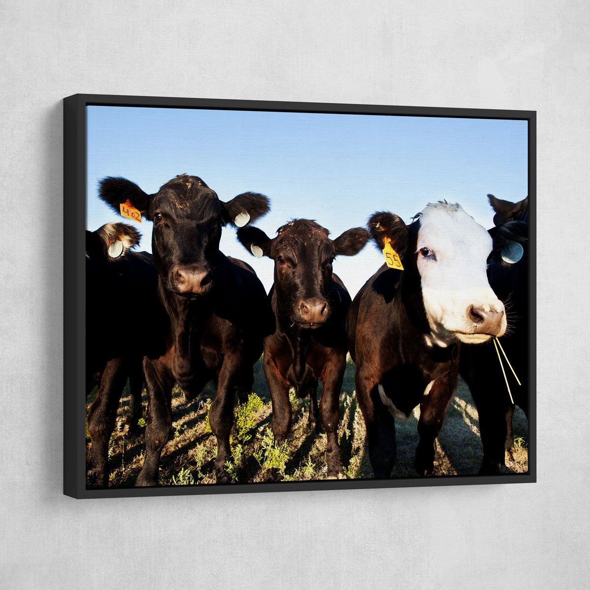 Angus Cattle - Amazing Canvas Prints