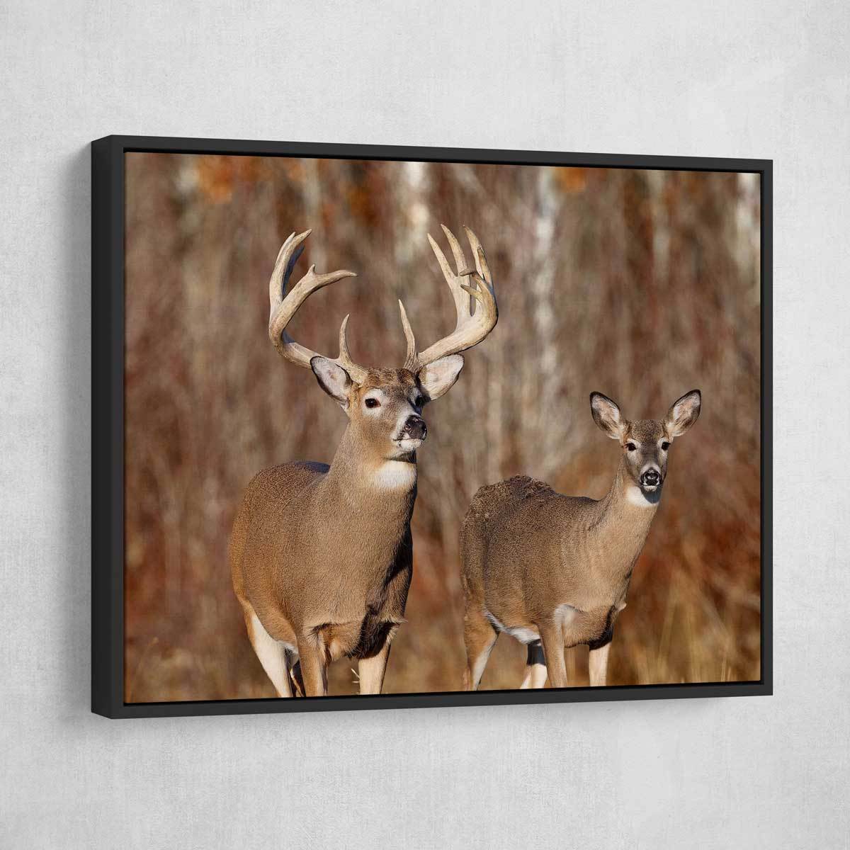 Buck And Doe - Amazing Canvas Prints