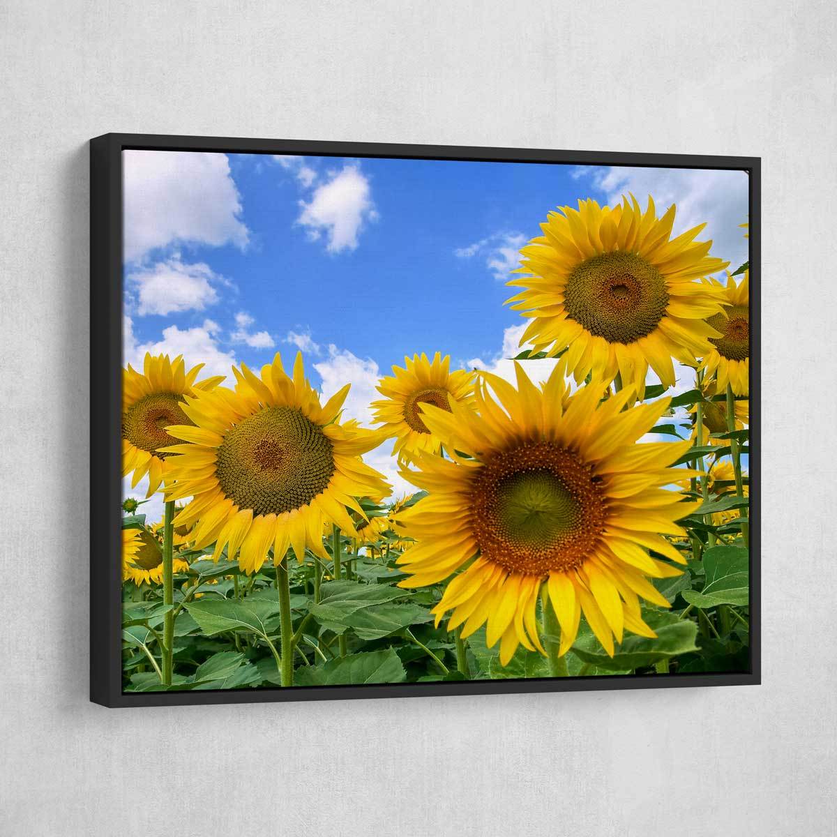 Blooming Sunflower Field - Amazing Canvas Prints