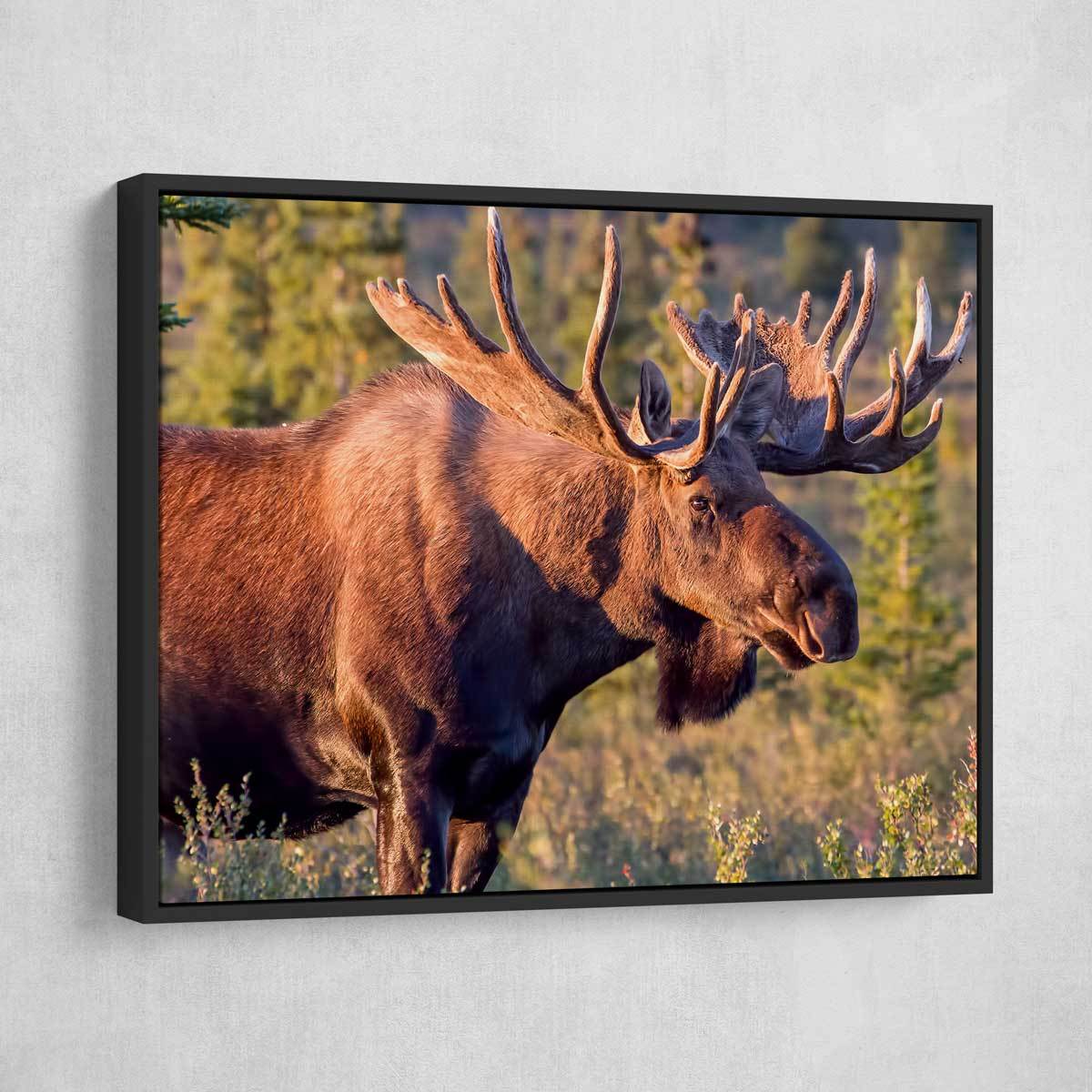 Bull Moose - Amazing Canvas Prints