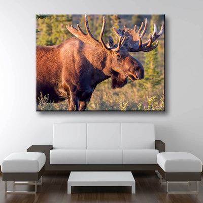 Bull Moose - Amazing Canvas Prints