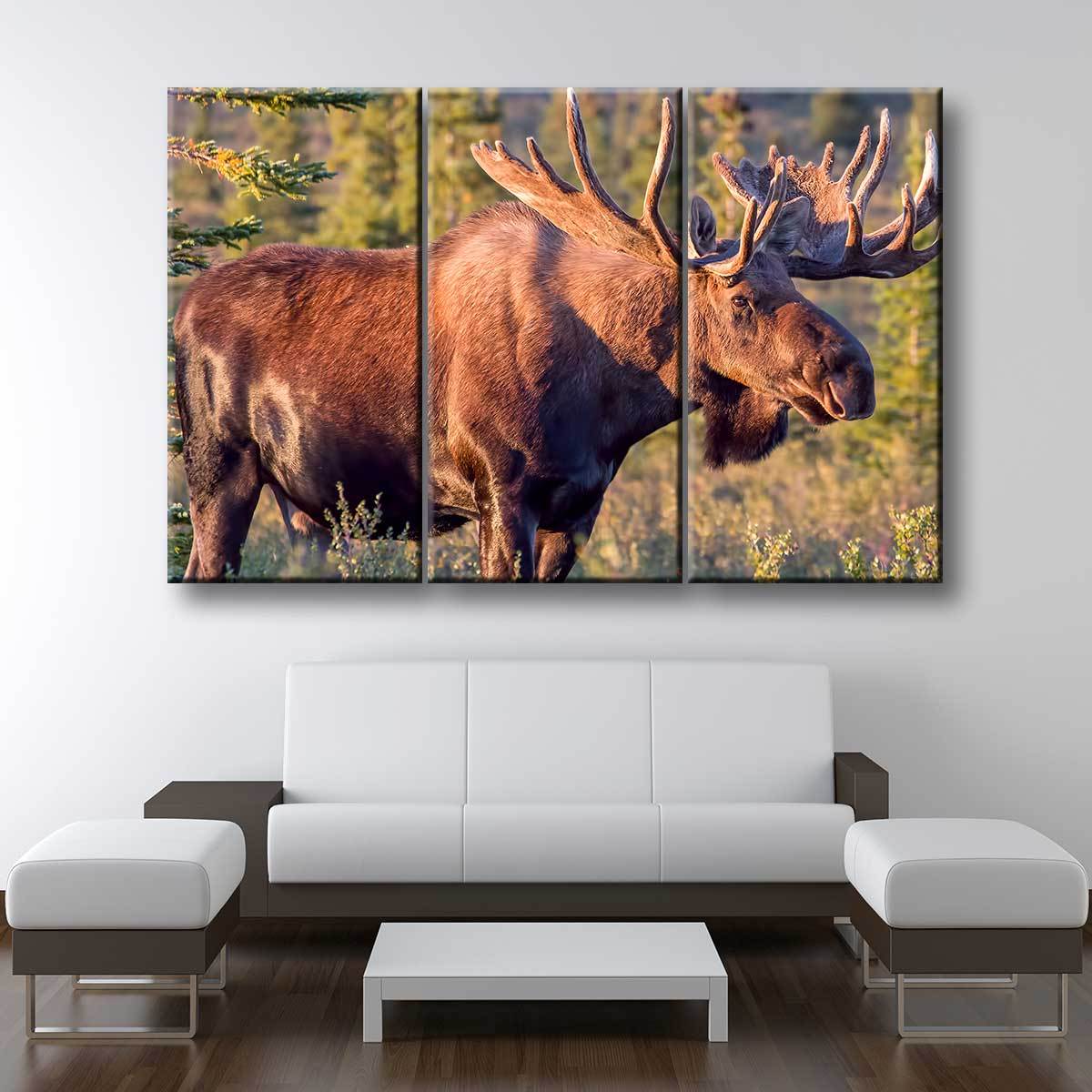 Bull Moose - Amazing Canvas Prints