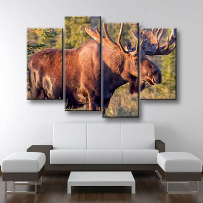 Bull Moose - Amazing Canvas Prints