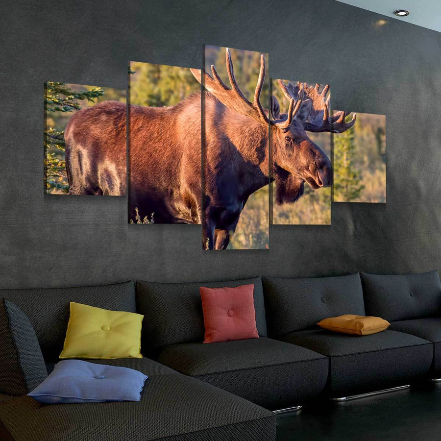 Bull Moose - Amazing Canvas Prints