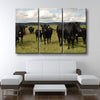 Grazing Cattle - Amazing Canvas Prints