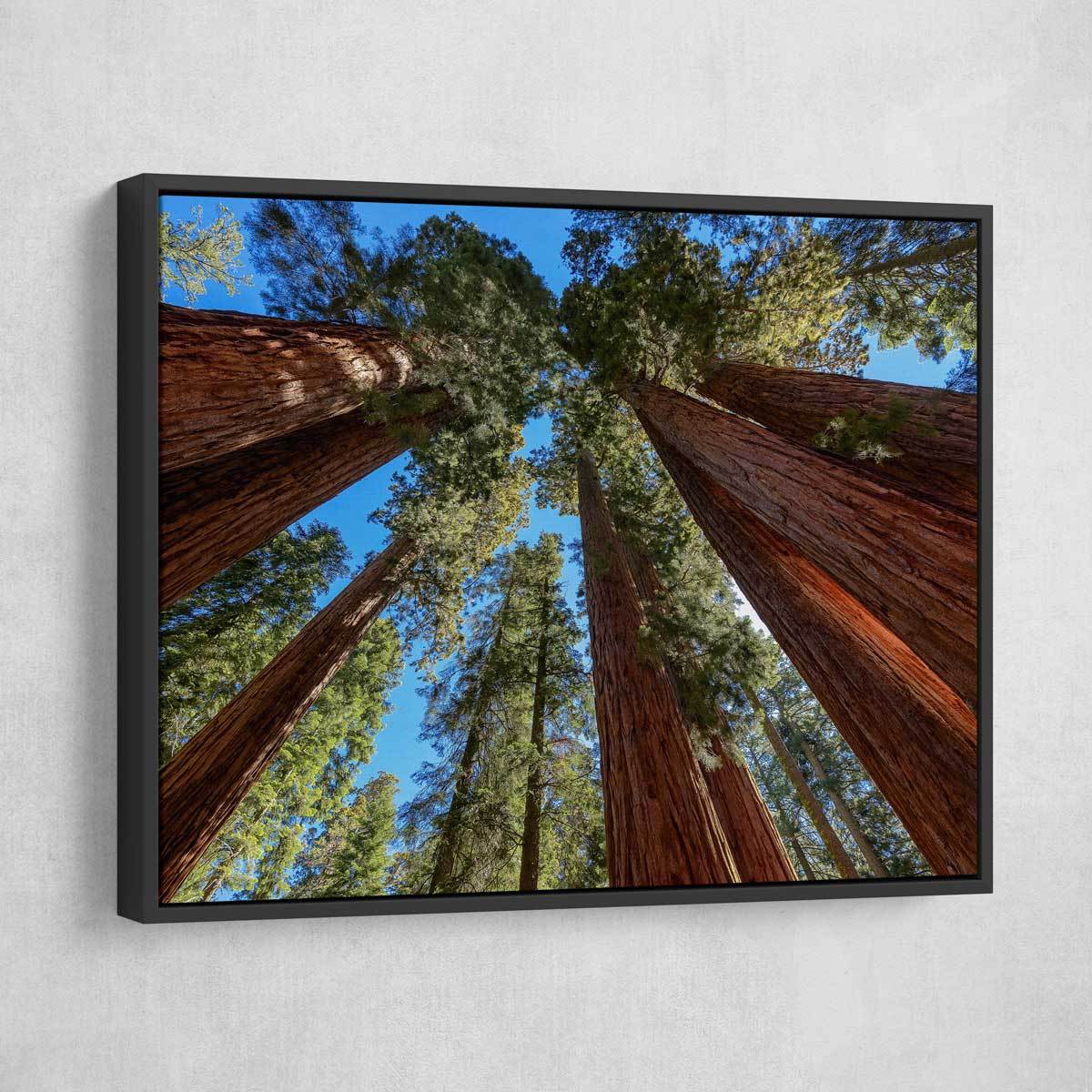 Giant Sequoia Trees - Amazing Canvas Prints