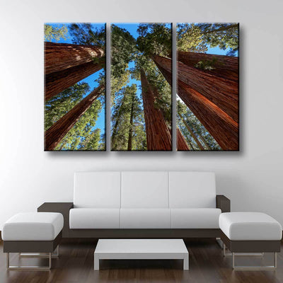 Giant Sequoia Trees - Amazing Canvas Prints