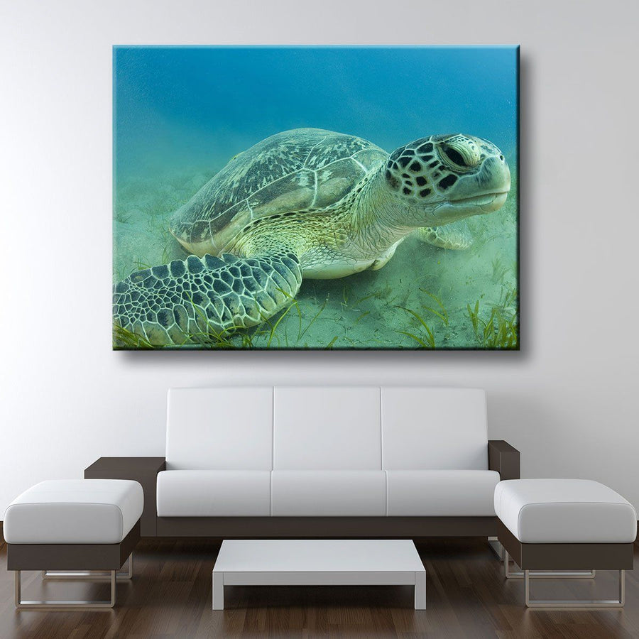 Young Sea Turtle - Amazing Canvas Prints