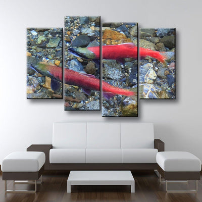 Spawning Salmon - Amazing Canvas Prints